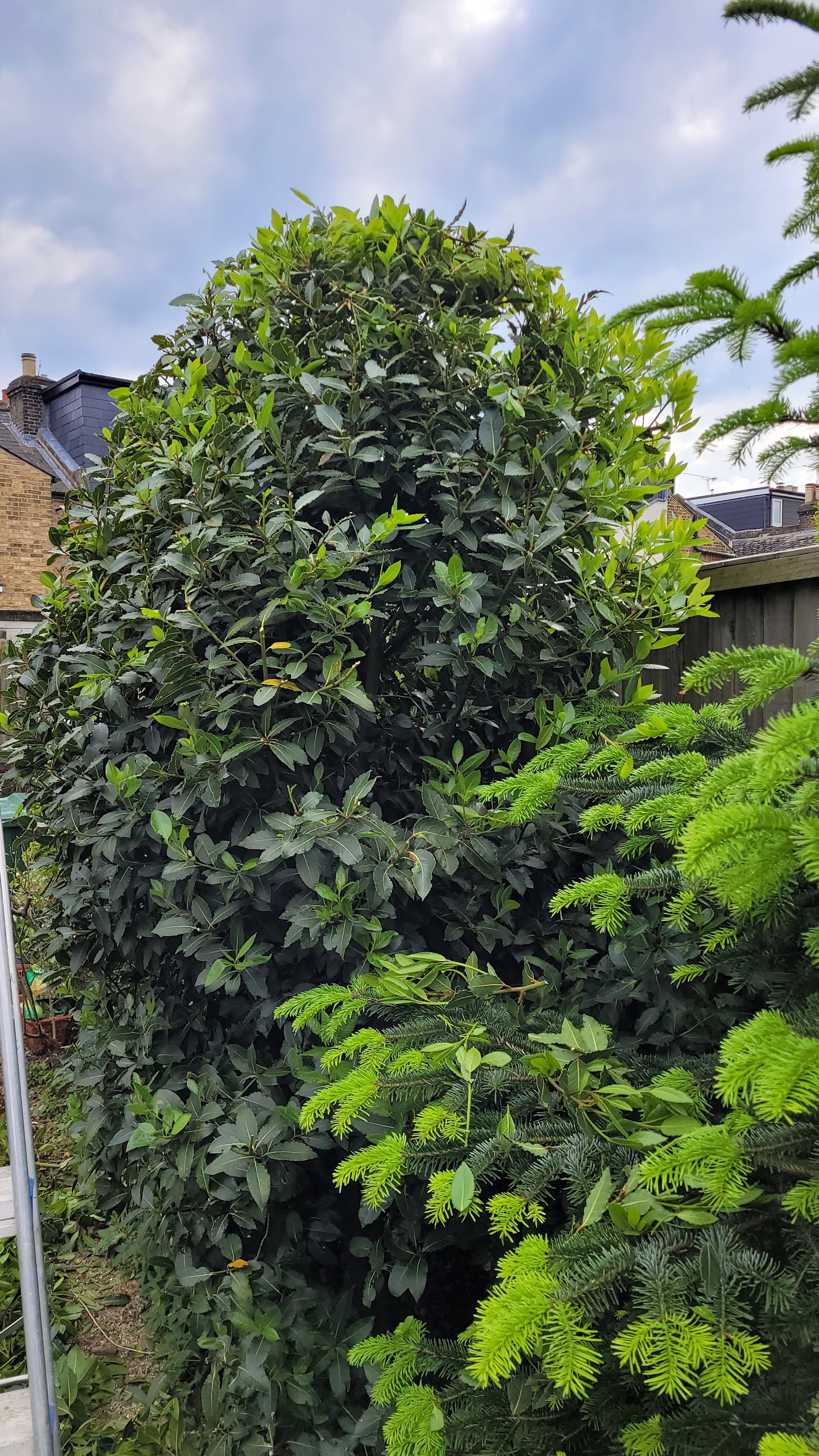 A large evergreen hedge neatly reduced and shaped by Heartwood